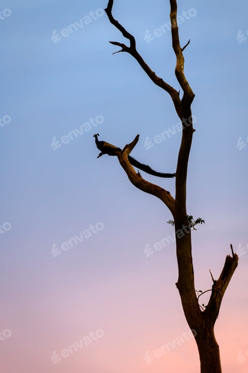 Preview: Amazing landscape scenery in Udawalawa national park,