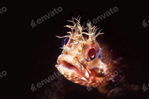 Preview: Close up fringe head blenny