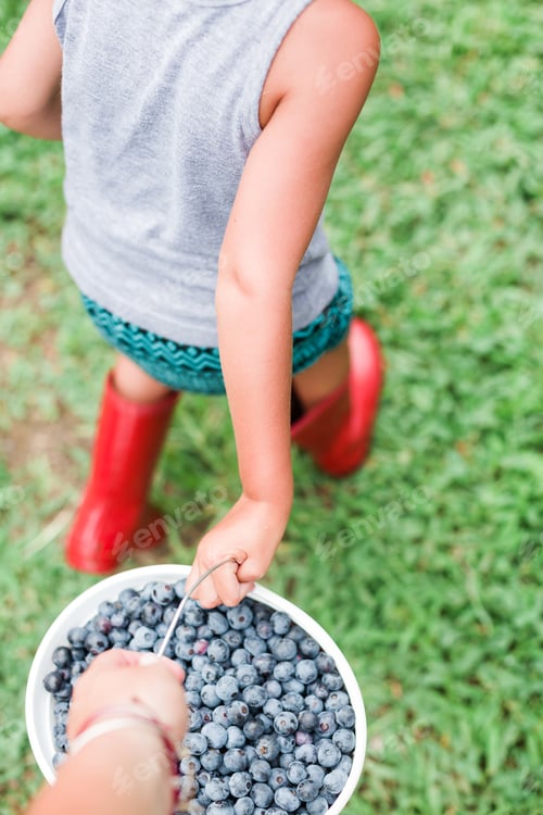 Preview: Blueberry picking