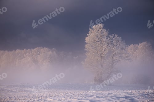 Preview: Frost Covered Tree In Soft Pink Fog Under Deep Blue Winter Sky