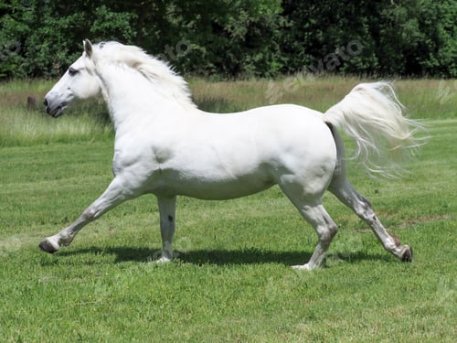 Preview: arabian, horse, mare, stallion, riding