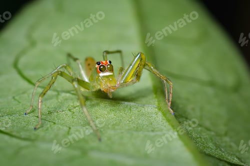 Preview: Green jumping spider camouflaged with a leaf