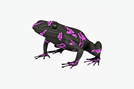 Visualização: Sapo preto com manchas rosa