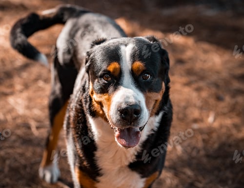 Preview: Greater Swiss Mountain Dog in a forest