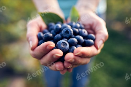 Preview: Modern Woman Working And Picking Blueberries On A Organic Farm - Woman Power Business Concept.