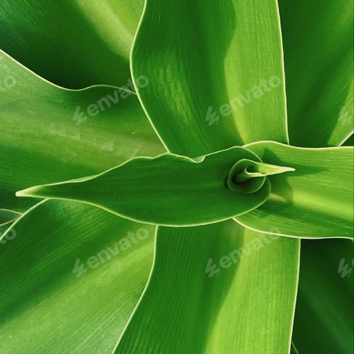 Preview: Leaf