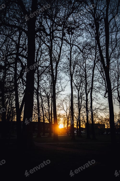 Preview: Vertical silhouette of trees in the park during sunset