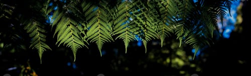 Preview: Close up of fern details in rainforest landscape showing tropical plants in the Abel Tasman National