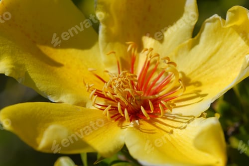 Preview: Bright yellow flower of the native Kapok Tree, Cochlospermum gillivraei on Magnetic Island, QLD