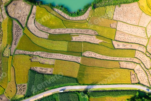 Preview: Rice paddy field during harvest and the road in countryside