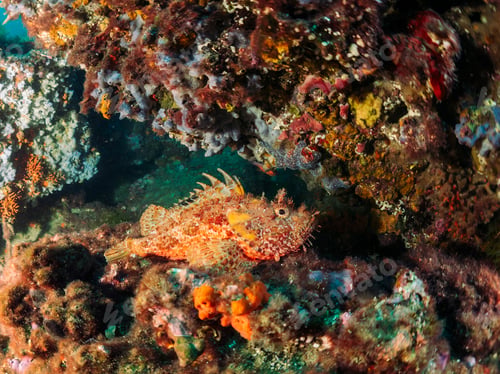 Preview: scorpion fish perched on the seabed next to corals