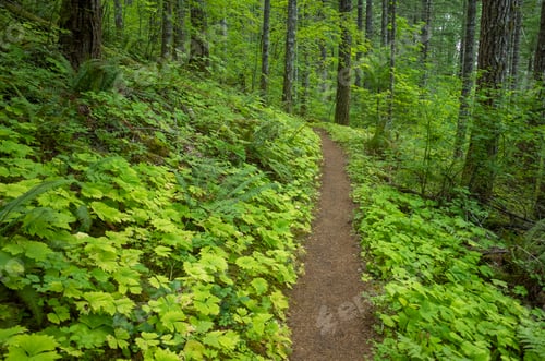 Preview: The Pacific Crest Trail extends through, lush and green forest, the Gifford Pinchot National Forest.