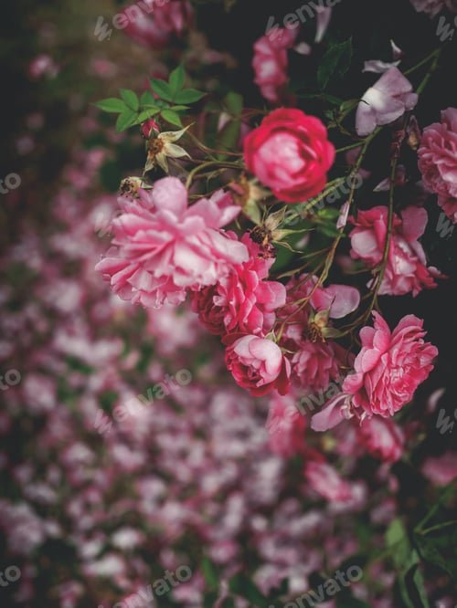 Preview: beautiful pink roses in garden in georgia