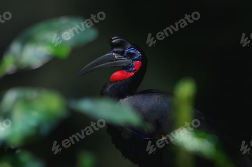 Preview: Male Abyssinian Ground Hornbill (Bucorvus abyssinicus)