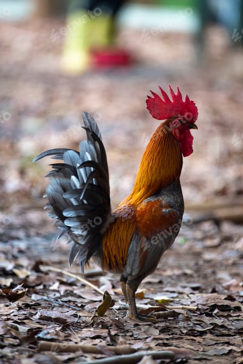 Preview: Male bantam with long and colorful hair