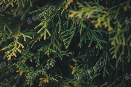 Preview: Green world