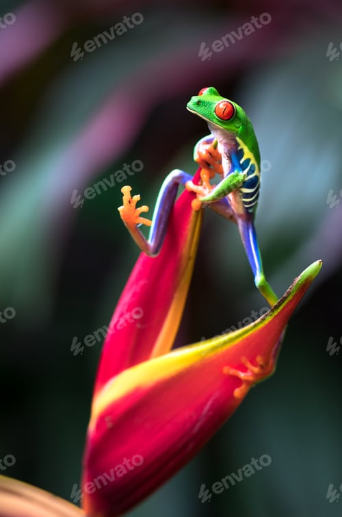 Preview: Red-eyed Tree Frog Climbing a Heliconia Flower in Costa Rica