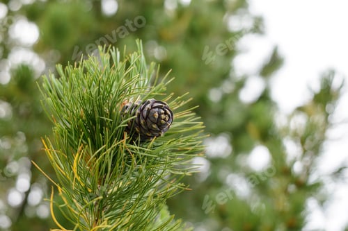 Preview: nature