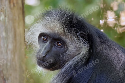 Preview: The king colobus (Colobus polykomos), also known as the western black-and-white colobus