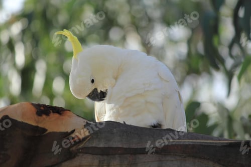 Preview: bird, cockatoo, pet, parrotsss