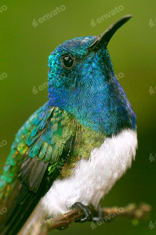 Preview: Hummingbird, Maquipucuna Cloud Forest Reserve, Ecuador