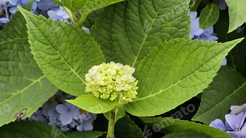 Preview: Closeup shot of a white hydrangea flower (Hydrangea macrophylla) blooming in a garden during daytime