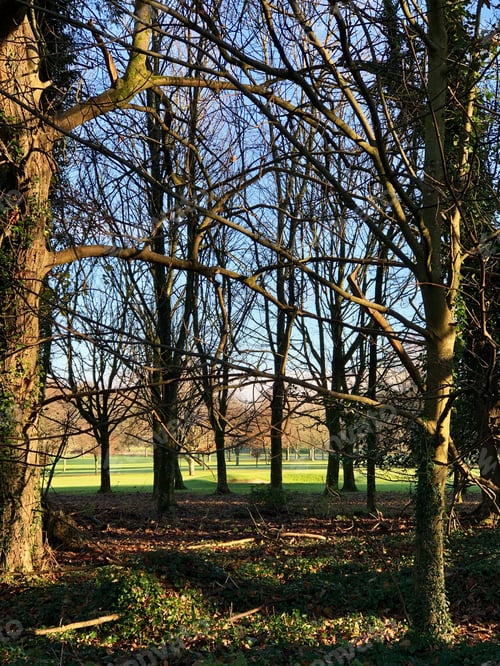 Preview: A vertical shot of a park with leafless trees