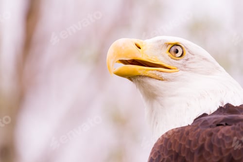 Preview: Bald eagle