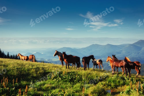 Preview: Horses on the meadow in the mountains. Carpathian Ukraine Europe.