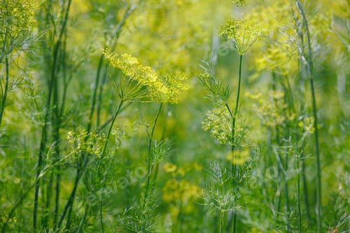 Preview: Fresh Green Dill Plants with Yellow Flowers in Summer Garden – Organic Herb