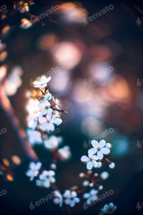 Preview: Closeup shot of a beautiful blossomed cherry tree was a beautiful spring, flowery background