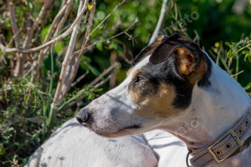 Preview: Closeup of a fox terrier and pointer mix dog sunbathing outdoors in Malta