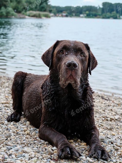 Preview: Portrait of a labrador retriever lying on pebbles on the shore of a lake