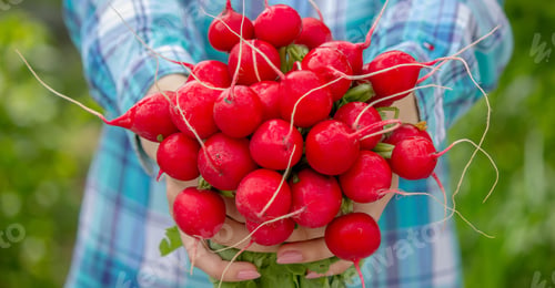 Preview: The farmer's hands hold a fresh radish, close-up. Organic fresh harvested vegetables.