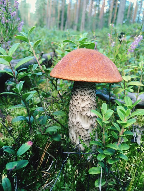 Preview: Mushroom Amidst Greenery in Forest Setting