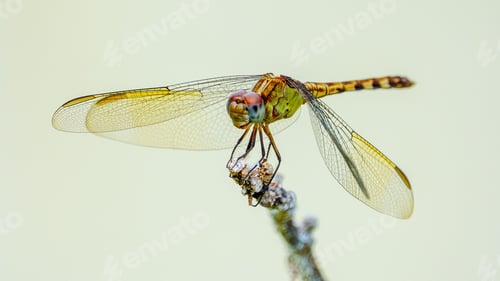 Preview: Dragonfly perched delicately on top of a vibrant flower, a perfect representation of nature in bloom