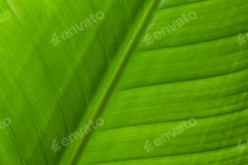 Preview: Green leave texture pattern close up