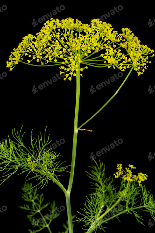 Preview: Umbrella flower of Dill, used in kitchen cooking to flavor, isolated on black background