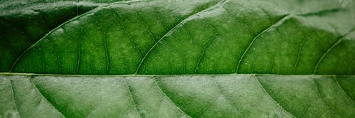 Preview: Abstract green leaves texture. Top view. Nature background.