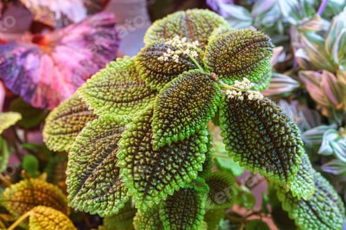 Preview: Closeup of the Pilea involucrata, Pilea mollis or Moon Valley, friendship plant closeup green leaves