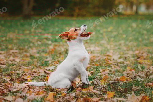Preview: Jack Russell Terrier puppy looking up. Autumn background