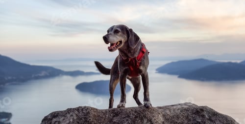 Preview: Adventurous little hiking dog on top of a mountain