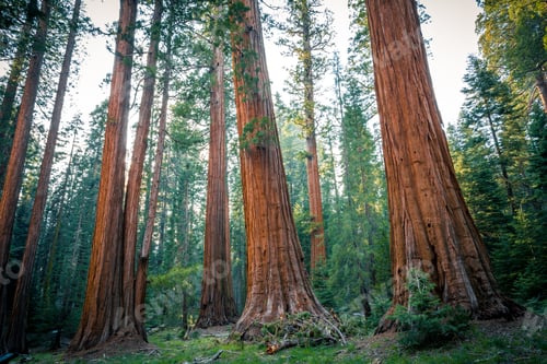 Preview: Peaceful Sequoia Forest, Sequoia National Park, California