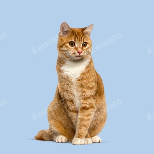 Preview: Adorable ginger cat sitting and looking away on a seamless blue background