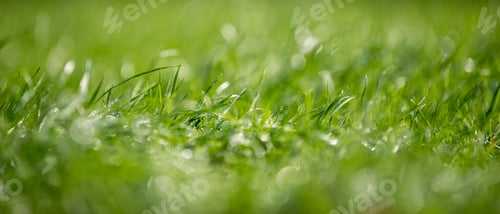 Preview: Fresh green grass with water drops