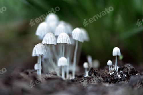 Preview: Beautiful macro shot of a family of small white mushrooms