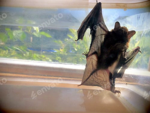 Preview: Bat caught in house, waiting to be released