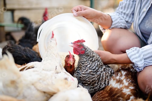 Preview: Female farmer feeding chickens from bio organic food in the farm chicken coop