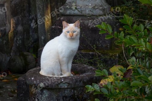 Preview: Alley cat sitting near the temple