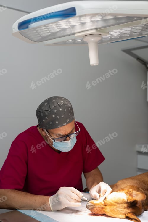 Preview: Veterinarian removing tartar from a dog's teeth in the operating room. Canine dental cleaning.